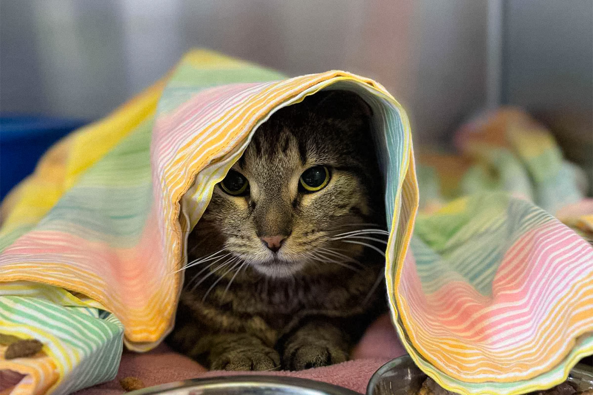 Cat hiding under a blanket