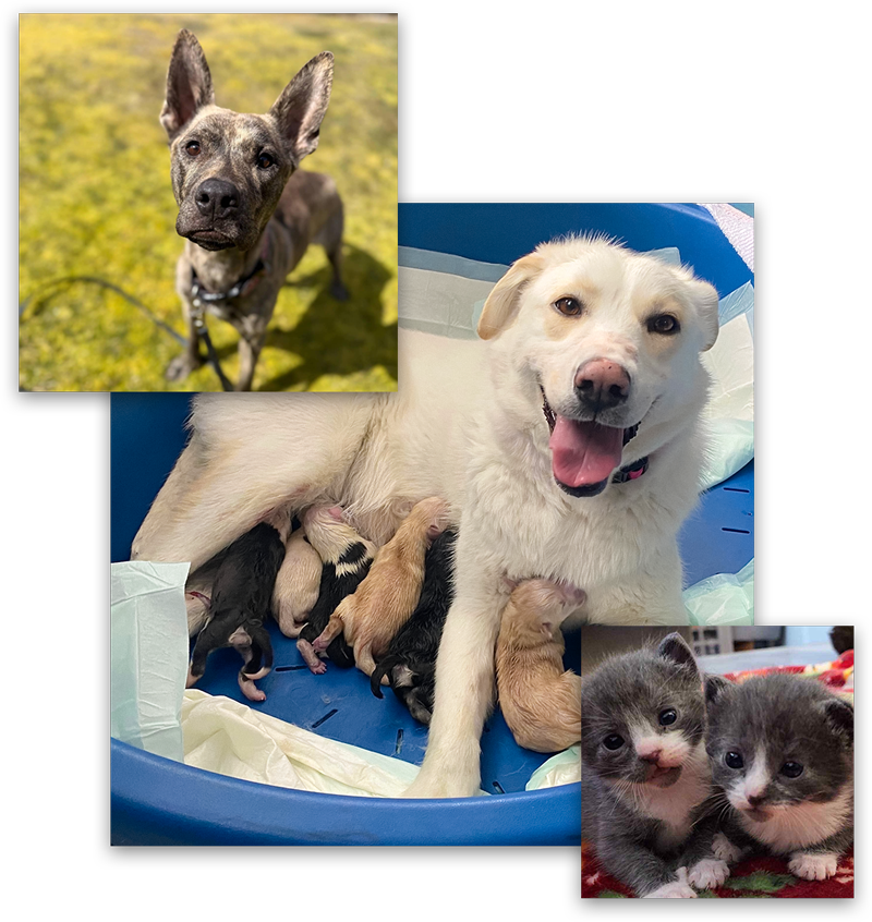 Collage of rescued cats and dogs